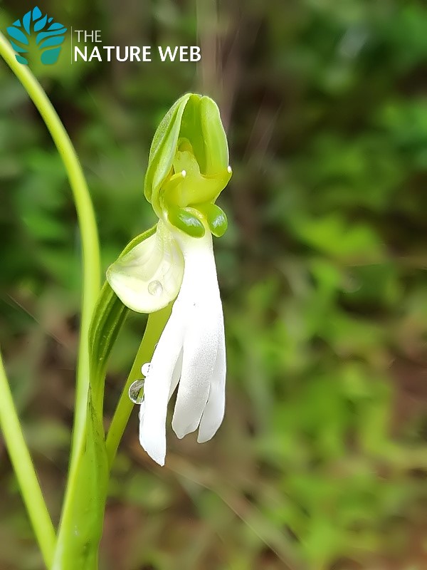 Long-tailed Habenaria